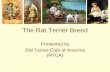 The Rat Terrier Breed
