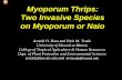 Myoporum Thrips: Two Invasive Species on Myoporum or Naio Pest