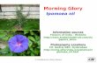 Morning Glory - :: Green Landscaping ::