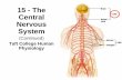15 - The Central Nervous System - Taft College Home Page