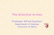 The Branchial Arches - University of Malta