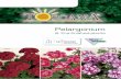 Pelargonium - FARMER