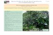 Pterocarpus indicus (narra)