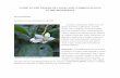 Lianas and Climbing Plants of the Neotropics: Solanaceae