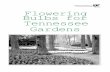 Flowering Bulbs for Tennessee Gardens - UT Extension - The