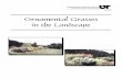 Ornamental Grasses in the Landscape - UT Extension
