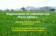 Regeneration of cultivated rice Presentation Title Goes Here