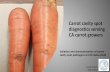 Carrot cavity spot diagnostics serving CA carrot growers