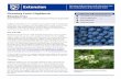 Growing Highbush Blueberries - Cooperative Extension