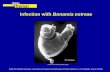 Bonamiosis - EURL for Molluscs Diseases