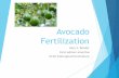 Avocado Fertilization 2016 [Recovered]