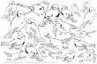 Tracing Paper Sketch Birds - by Dreams Factory for The ...