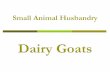 Small Animal Husbandry - Bertrand Farm