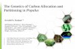 The Genetics of Carbon Allocation and Partitioning in Populus