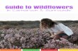 Guide to Wildflowers