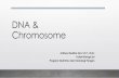 DNA & Chromosome