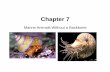 NOTES - CH 7 Mollusks Anthropods.ppt