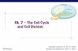 Ch. 7 – The Cell Cycle and Cell Division - Quia