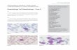 Hematology-Cell Morphology – Case 8