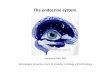 The endocrine system TZs 2020 - Semmelweis Egyetem