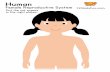 Human Female Reproductive System 123kidsfun.com Put the ...