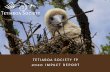tetiaroa society fp 2020 impact report