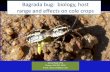 Bagrada bug: biology, host range and effects on cole crops