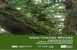 Glen Creran Woods - Hutton