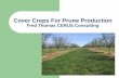 Cover Crops For Prune Production