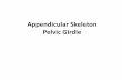 Appendicular Skeleton Pelvic Girdle
