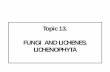 Topic 13. FUNGI AND LICHENES. LICHENOPHYTA
