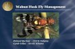 Walnut Husk Fly Management