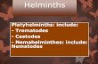 Platyhelminths: include: - Trematodes - Cestodes ...