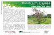 ty Dutch elm disease - horticulture