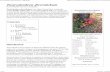 Pacific Poison Oak or Toxicodendron Diversilobum-2017.pdf ...