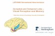 Occipital and Temporal Lobe Visual Perception and Memory