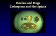 Beetles and Bugs Coleoptera and Hemiptera