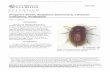 Drugstore Beetle, Stegobium paniceum (L.) (Insecta ...