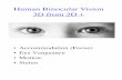 Human Binocular Vision 3D from 2D