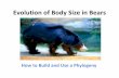 Evolution of Body Size in Bears