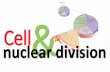 Cell and nuclear division
