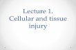 Cellular and tissue injury