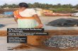 The Dried Fish Industry of Malvan - dakshin.org