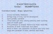 EXOPTERYGOTA Order: HEMIPTERA