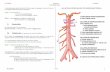 Les(artères(collatérales(del’AoabdominaleSchéma( T12 sousrénal