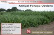 Annual Forage Options - UNL Beef