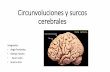 Circunvoluciones y surcos cerebrales