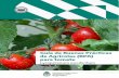 Guía de Buenas Prácticas de Agrícolas (BPA) para tomate