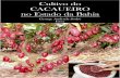 Cultivo do CACAUEIRO no Estado da Bahia