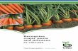 Recognise major pests and diseases in carrots